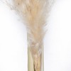 Vickerman 46" Dried Pampas Grass - 3 of 4