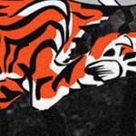cincinnati bengals