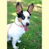 Country Brook Petz Premium Nylon Dog Collar with Metal Buckle for Small Medium Large Breeds - Vibrant 30+ Color Selection - 3 of 4