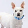 Country Brook Petz Deluxe Dog Collar - Summer Breeze Collection - Made in The U.S.A. - 2 of 4