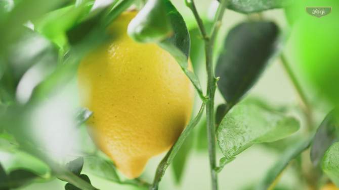 Yogi Tea Elderberry Lemon Balm Immune + Stress - 16ct, 2 of 8, play video