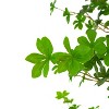 NicBex Artificial Milan Plant Indoor, Fake Tree with Pot, Tall Faux Plants, Artificial Trees for Home Office Living Room Decor - 3 of 4