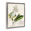 Stupell Industries Vintage Botanical Plant Illustration Floating Frame Canvas Art, Gray, 25" x 31" - 2 of 4