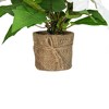 Northlight 11.75" LED Artificial White Poinsettia Potted Plant - Clear Lights - 2 of 4