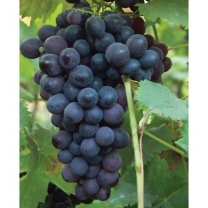 Van Zyverden Set of 3 Grapes Thomcord Seedless Plants - 1 of 3