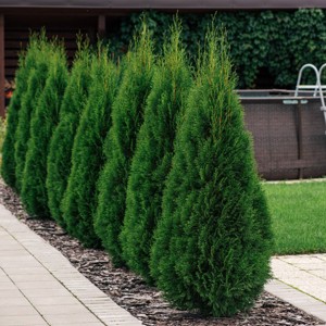 National Plant Network Live Outdoor Emerald Green Arborvitae Plant - 1ct 1gal - 1 of 4