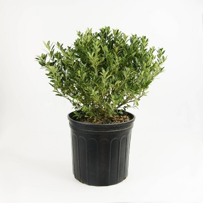 National Plant Network 2.5qt Hoogendron Holly Plant