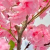 GustoWave 4.9FT Artificial Cherry Blossom Tree in Pot – Realistic Silk Faux Tree for Home, Party & Wedding Décor - 4 of 4