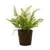 Melrose Varigated Fern Bush (Set of 2) - 2 of 2