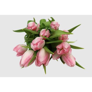 Fresh Cut Pink Tulips - 10 Stems
