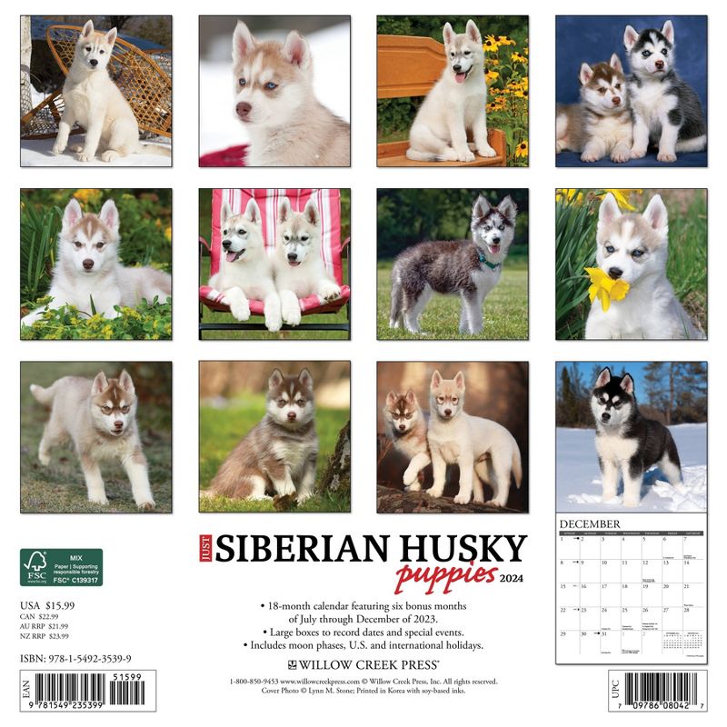 Willow Creek Press 2024 Wall Calendar 12&#34;x12&#34; Just Siberian Husky Puppies, 2 of 4