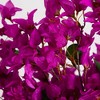 Nearly Natural 30-in Artificial Bougainvillea Arrangement in Glass Vase, Pink - 4 of 4