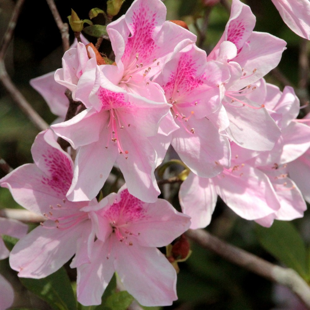 Photos - Garden & Outdoor Decoration Azalea 'George L. Tabor' 2.25gal U.S.D.A. Hardiness Zones 8-9 - 1pc - Nati