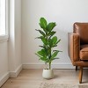 KTMBDW Artificial Fiddle Leaf Fig Tree Fake Ficus Lyrata Plant, Faux Plants in Pot for Indoor Outdoor Home Office Garden Modern Decoration - 2 of 4