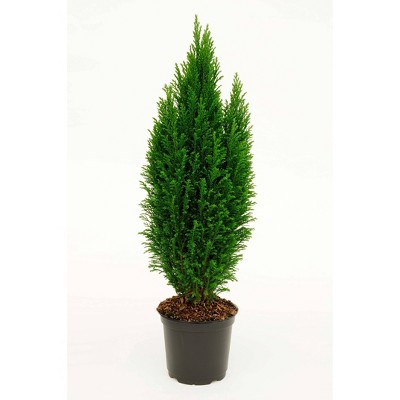 6" Euro Cypress Tree in Self Watering Planter - National Plant Network