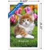 Trends International Keith Kimberlin - Maine Coon Kitten Framed Wall Poster Prints - 3 of 4
