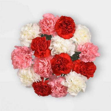 Fresh Cut 15 Stem Valentine's Day Carnation Bunch - Good Little Garden™
