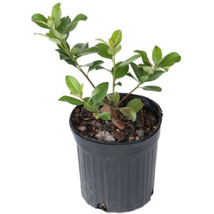 Indian Hawthorn 'Snow White' 2.25gal U.S.D.A. Hardiness Zones 8-10 - 1pc - National Plant Network: Full Sun, Nursery Pot - 1 of 3