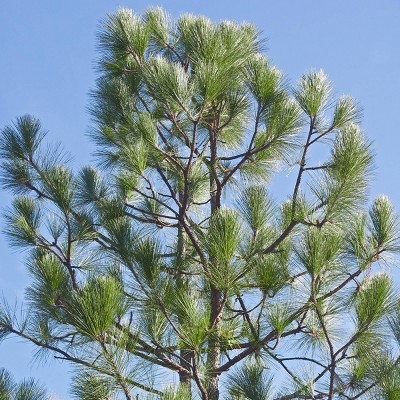 2.25gal Longleaf Pine Tree - National Plant Network