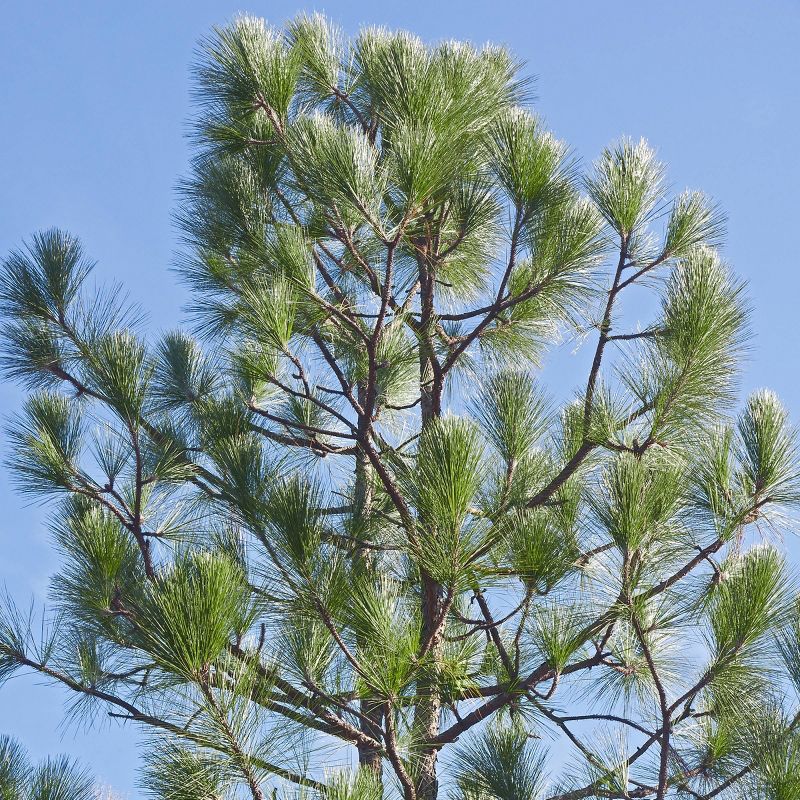 2.25gal Longleaf Pine Tree - National Plant Network, 1 of 6