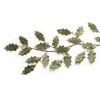 Glittered Holly Leaf Garland (Set of 2) - 2 of 3