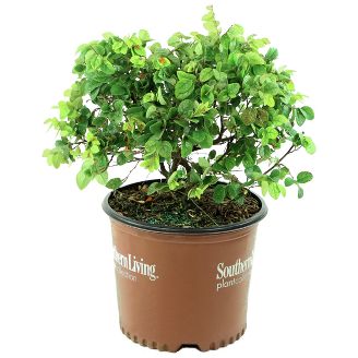 Coleman Lawn Garden Target