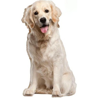LEMONSODA Cardboard Cutouts (Sitting Golden Retriever)