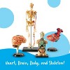 Learning Resources Anatomy Models Bundle Set, Set of 4, Ages 8+ - image 2 of 4