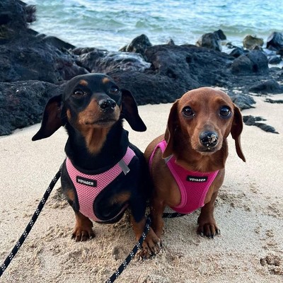 Fuchsia Reflective Mesh Step-In Dog Harness for Medium Pets