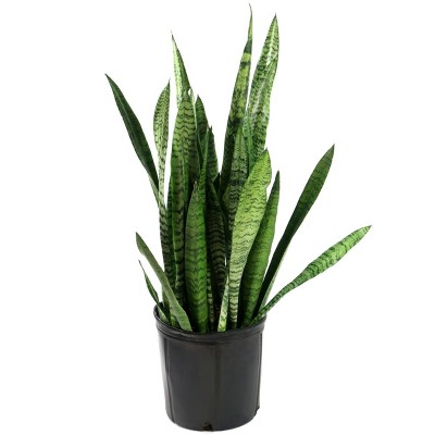 2Gal Snake Plant 'Black Coral' Sansaveria Plant in 10" Grower's Pot - National Plant Network