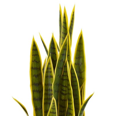Tiny Green and Yellow Faux Sansevieria Plant in Black Pot
