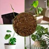 Soil Sunrise Monstera Houseplant Potting Soil Mix, Custom Blend for Growing & Repotting - 3 of 4