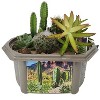 Toys By Nature: Desert Dome - DIY Terrarium Kit, Grow Mini Cacti & Succulent - 4 of 4