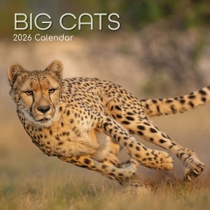 2026 Square Wall Calendar, Big Cats, 16-Month Animals Theme with 180 Reminder Stickers (12x12 In) - 1 of 4