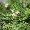 23"H Sullivans Lush Cypress & Berry Wreath, Green Winter Wreaths For Front Door - 2 of 3