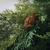 Sullivans Artificial 9' Arborvitae Cedar Christmas Garland, Green, Indoor Christmas Decor - 2 of 4