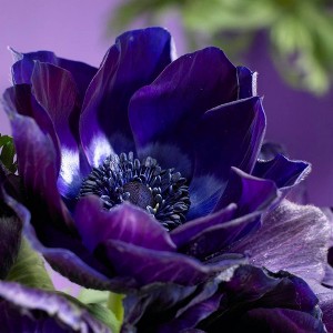 Van Zyverden 25ct Wind Flower Anemone Bulb Darkest Blue - 1 of 4