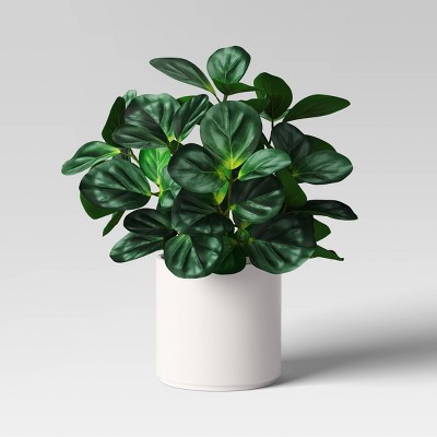 Green Leaf Plant in White Pot - Threshold™