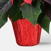 Holiday 6" Novelty Poinsettia Live Plant - Good Little Garden™ - 3 of 4