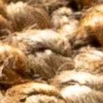 camel, brown, dark brown, light beige, tan