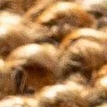 camel, brown, dark brown, light beige, tan