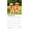 BrownTrout Golden Retrievers 2026 12"x24" Hanging Square Wall Calendar Plastic-Free - 4 of 4
