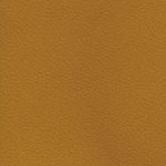 georgia bulldogs uga