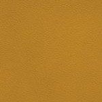 georgia bulldogs uga