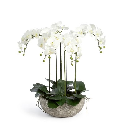 Park Hill Collection Phalaenopsis Orchid Plant In Concrete Bowl Target   GUEST Deb832e6 Ebbb 47d0 9018 A144ff445872