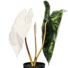Vickerman Artificial Alocasia Potted Plant - 2 of 4