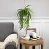 Northlight Artificial Fern Plant with Moss Ball and Hanging Jute Cord - 18" - 2 of 4