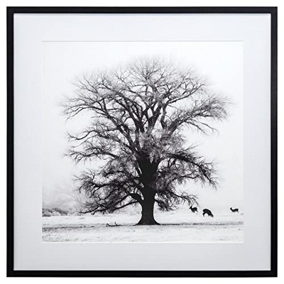 Yosemite Home Decor Winter?s Morning Fog IV