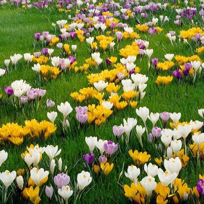 50ct Crocus Large Flowering Blend Bulbs - Van Zyverden