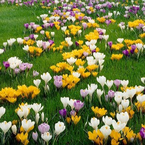 75ct Crocus Large Flowering Blend Bulbs - Van Zyverden - 1 of 4